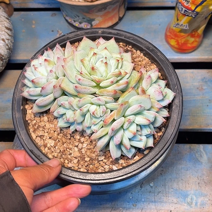 ※***※多肉植物一物一拍