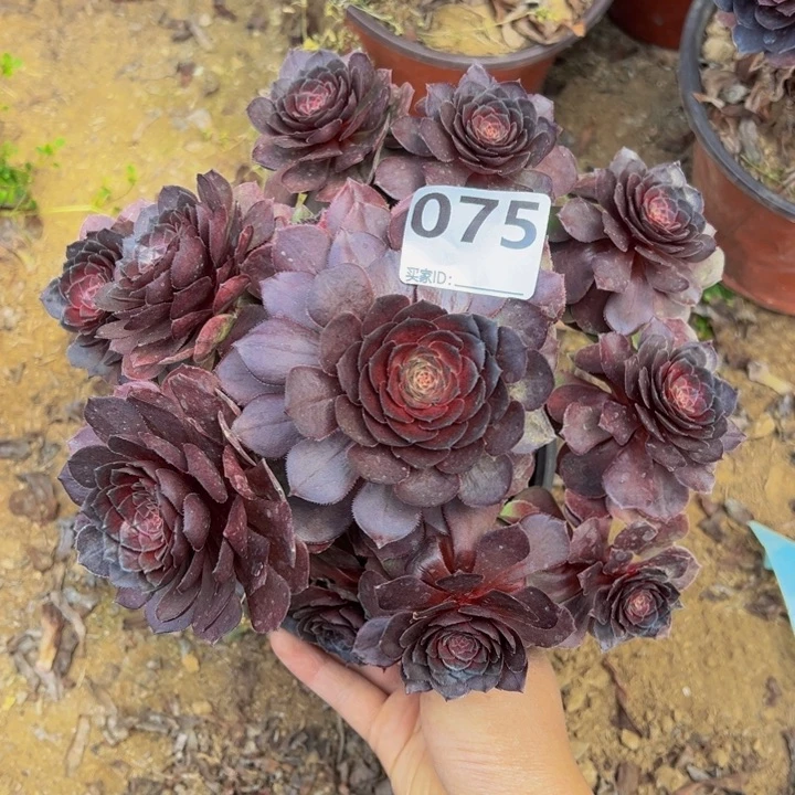 香**选黑魔多肉植物075