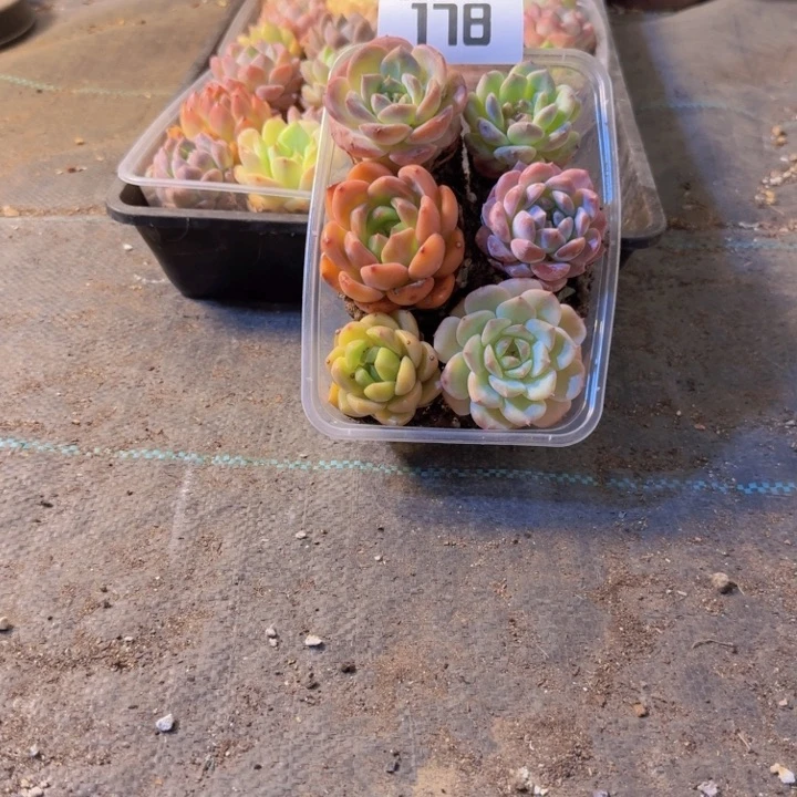178.拼盘，多肉植物