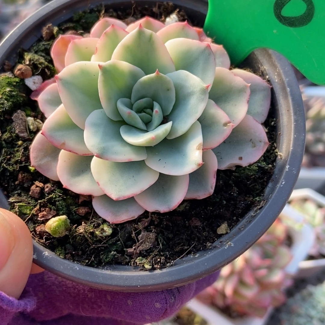 200黄桃锦多肉植物