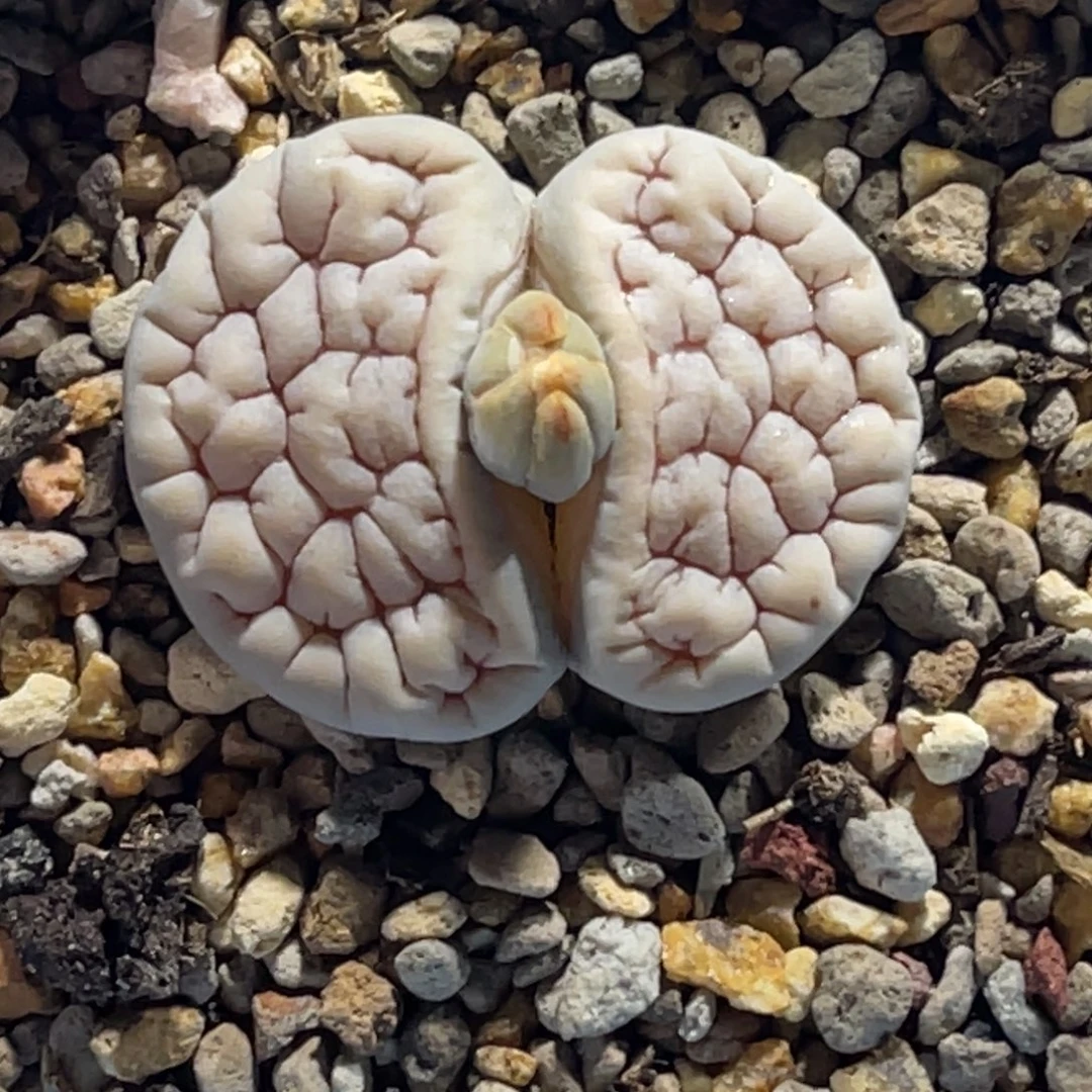 2434白底红粗纹1891尺寸2.5