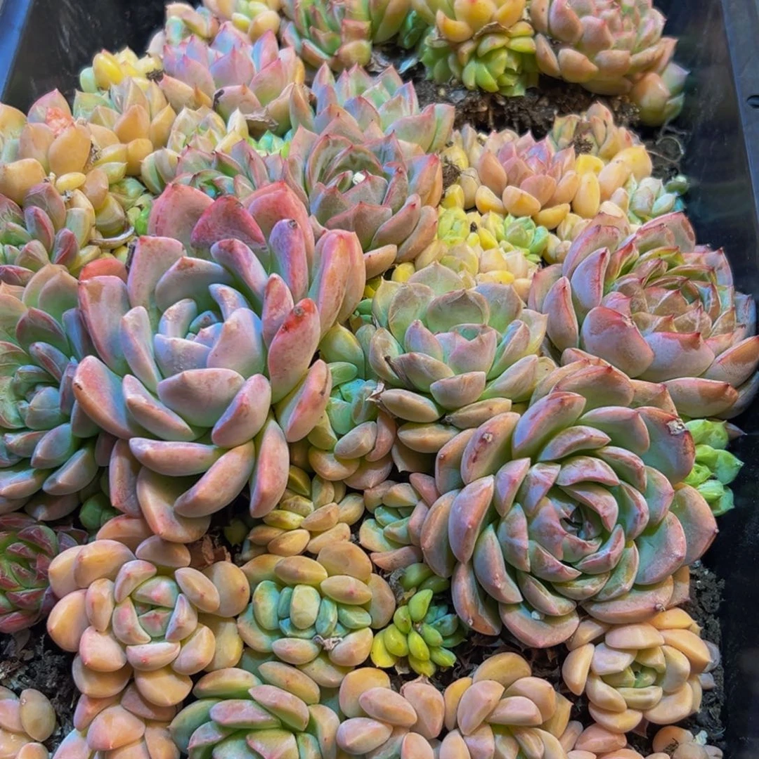 514多肉葡萄的价格是多少啊