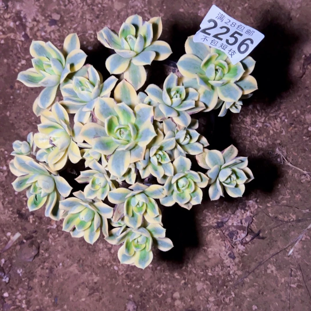 星报多肉植物2256法师