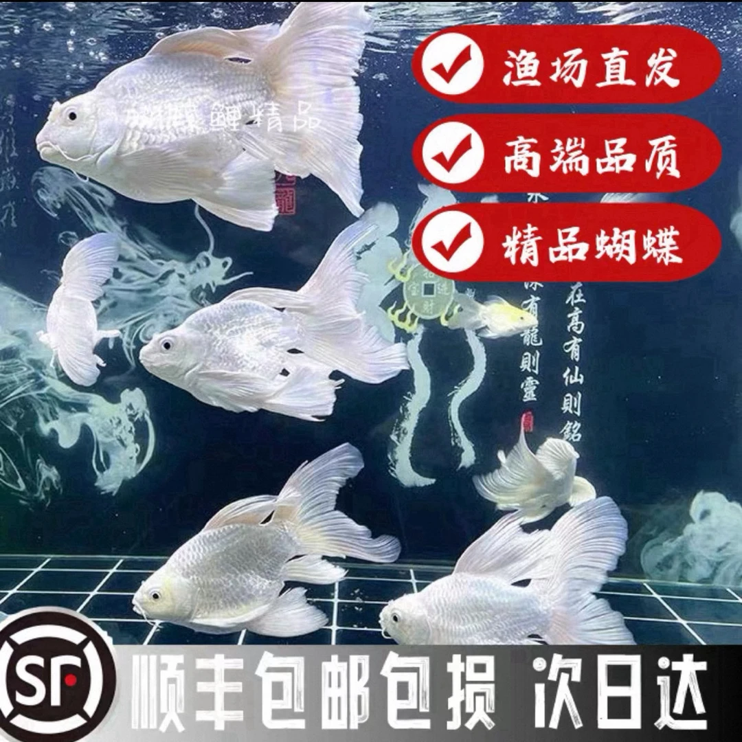 Y11-13厘米纯种台系蝴蝶鲤短身好养耐活发鳍发尾可混养