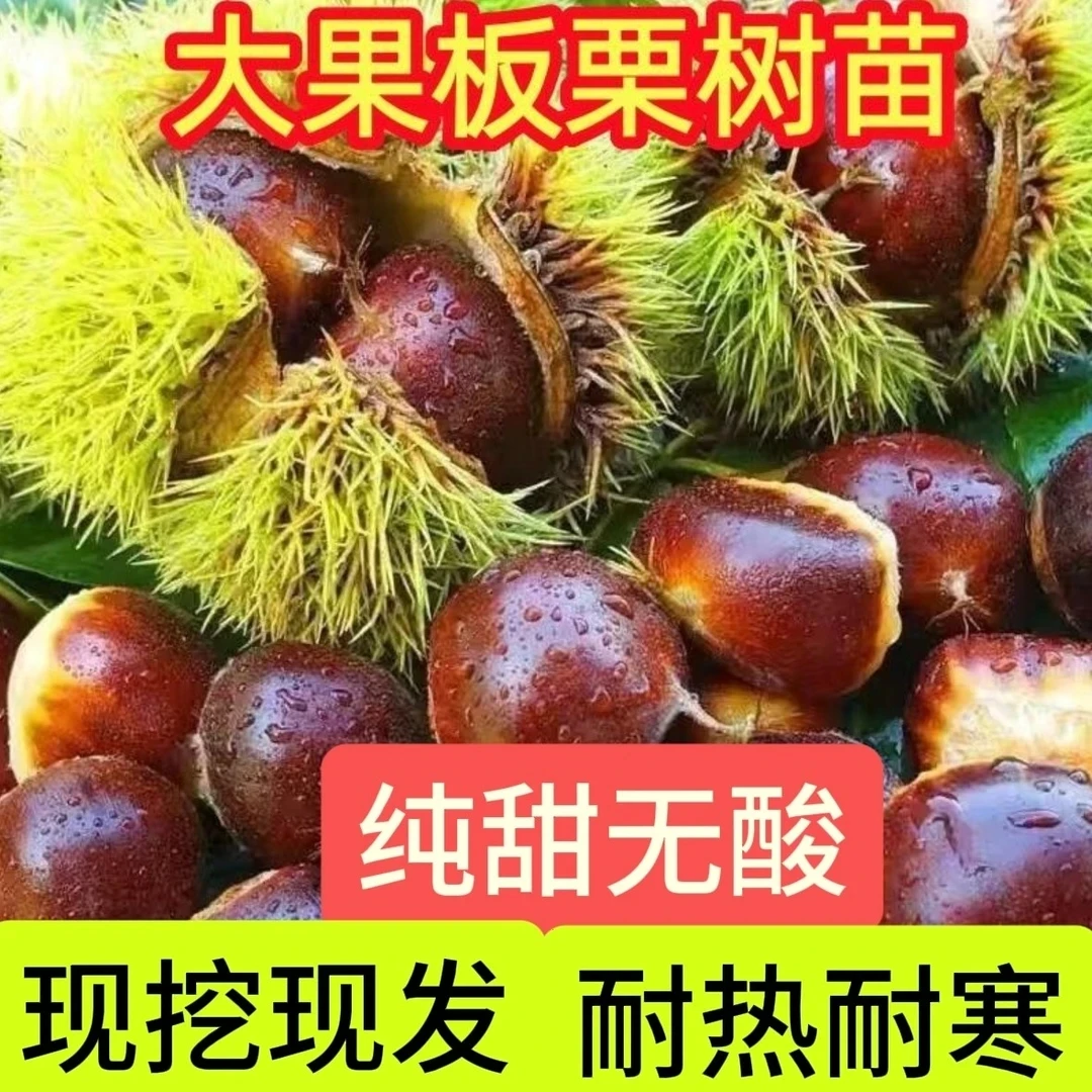嫁接板栗苗树裸根发货大红袍板栗当年结果苗树盆栽地栽南北方种植
