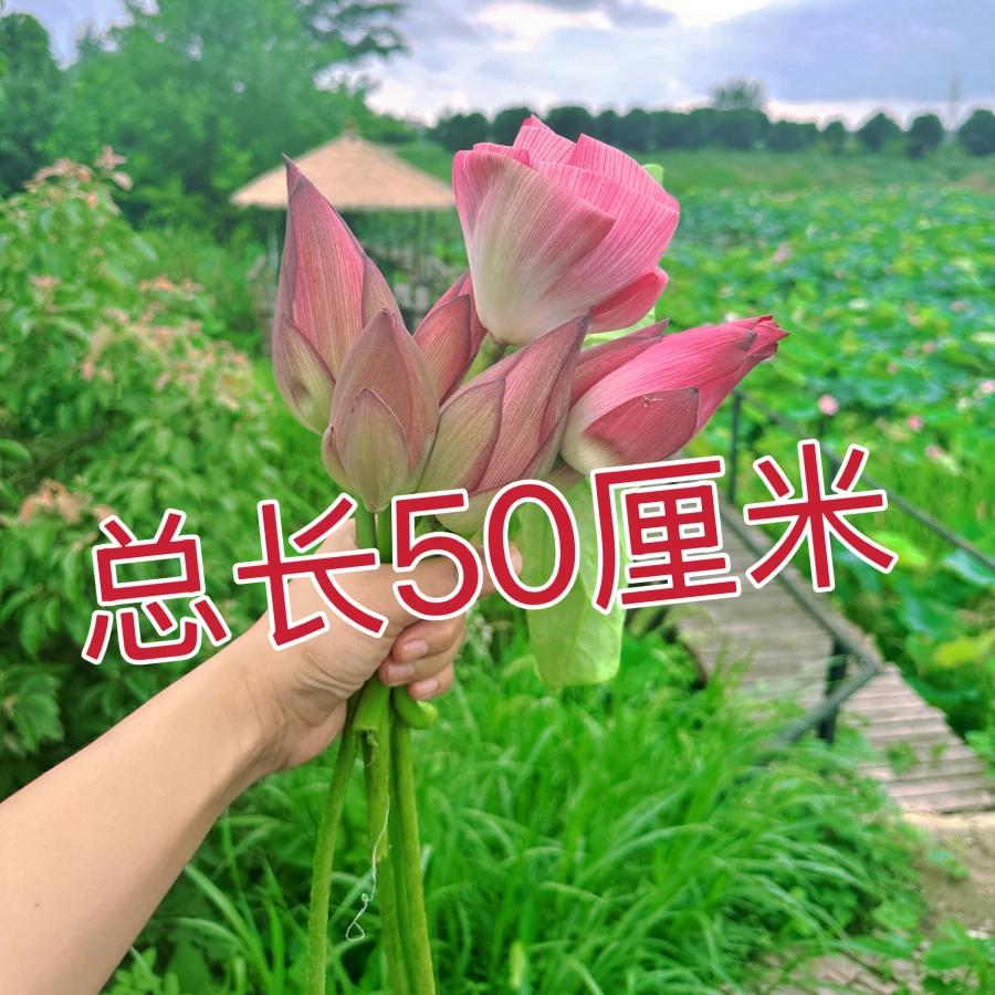 【顺丰】送包装纸和丝带洪湖现摘带杆荷花莲蓬插画荷花手捧花DIY