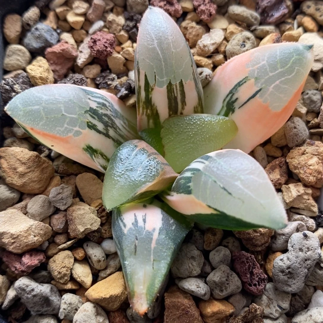 494丘比特锦一物一拍