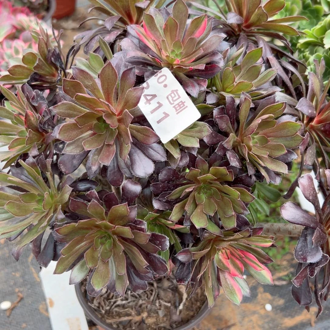 色***惑411多肉法师