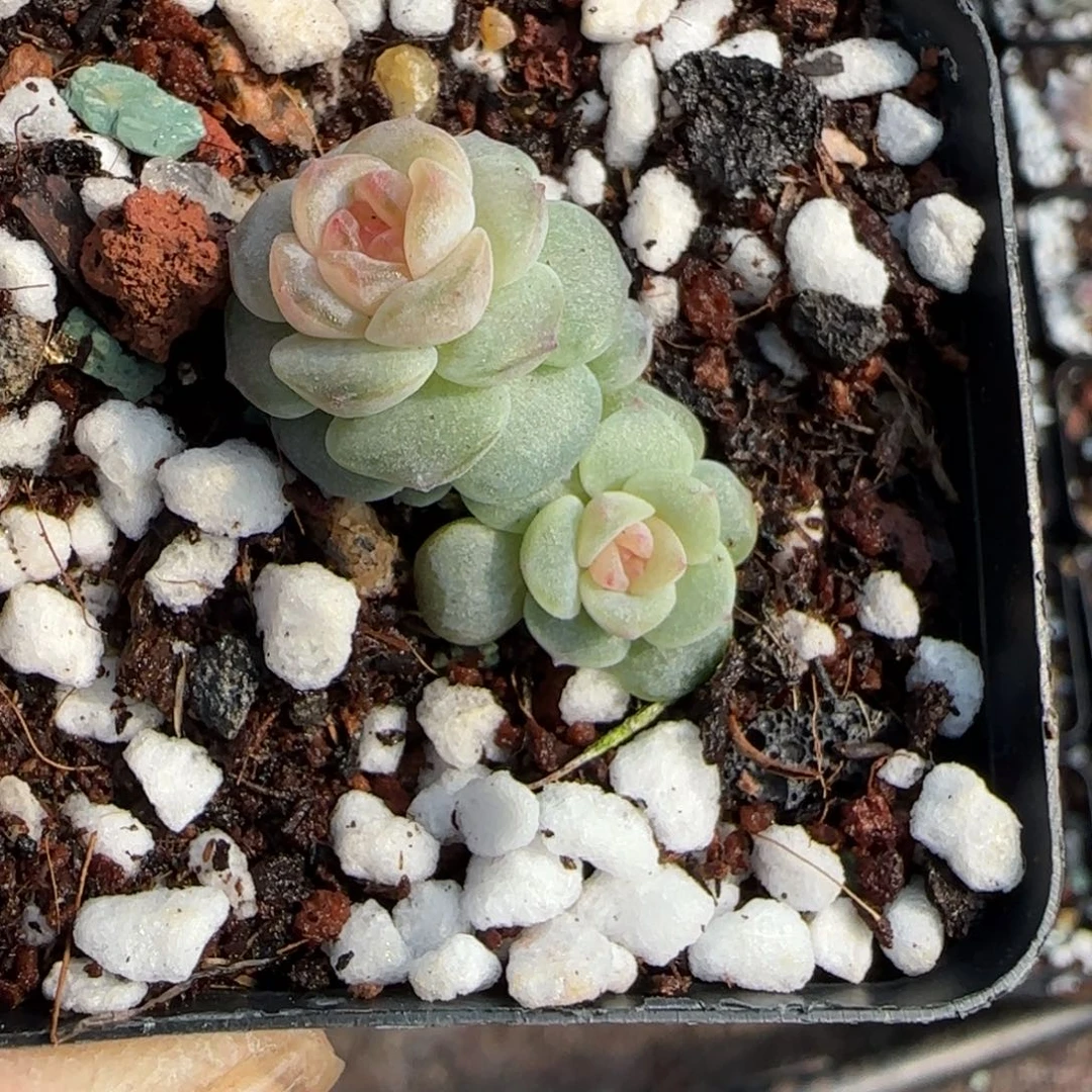 小卡拉米糖心一物一拍