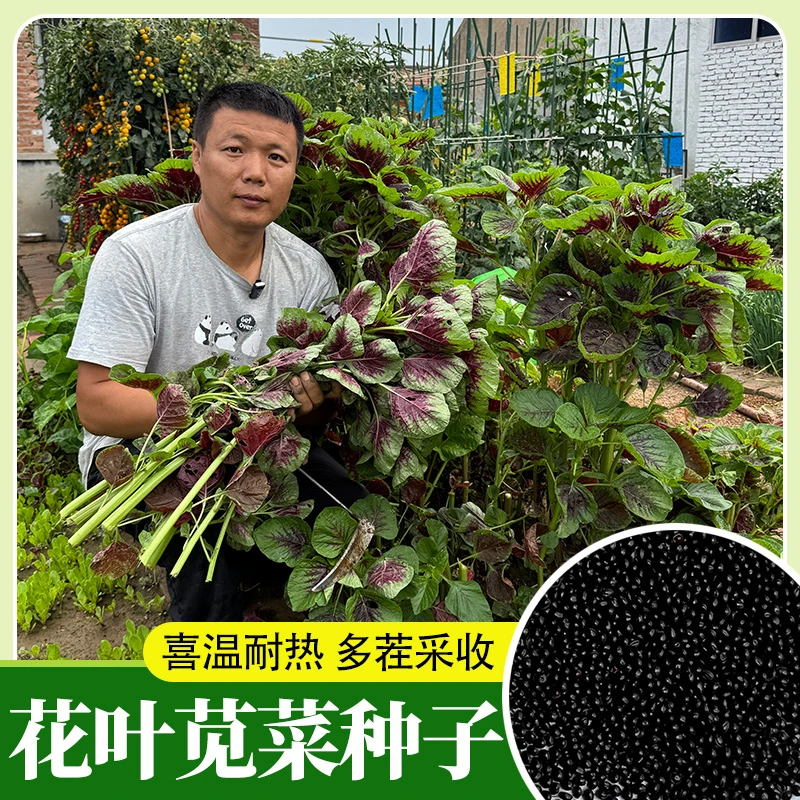 【圆花叶红苋菜种子】红苋菜种子家庭小院种菜阳台盆栽种植耐热