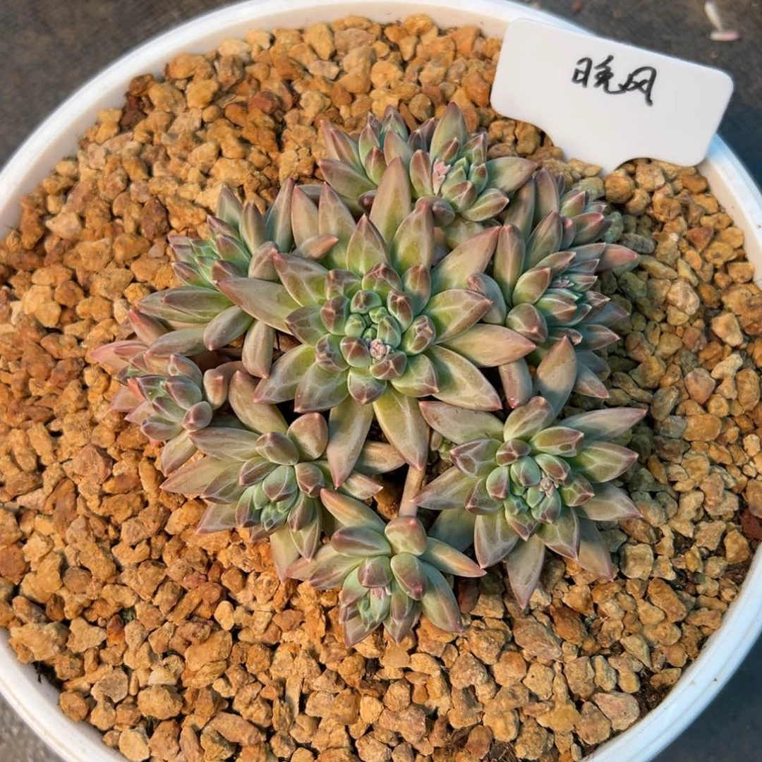 一物一拍链接，晚风