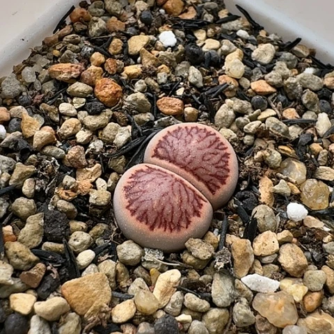 3448，菊红窗菊花纹母本带盆