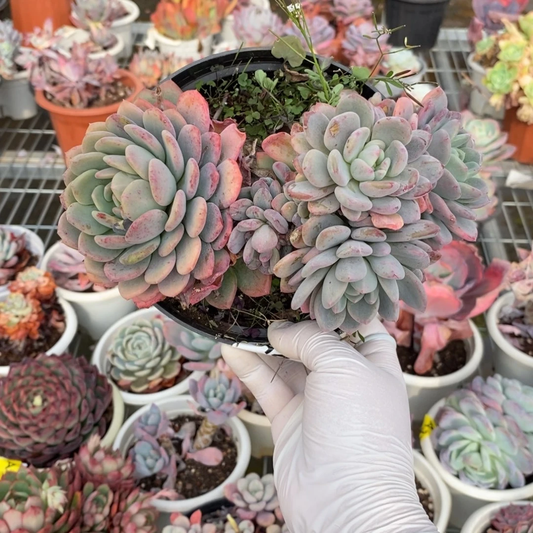 499玛瑙老桩一物一拍