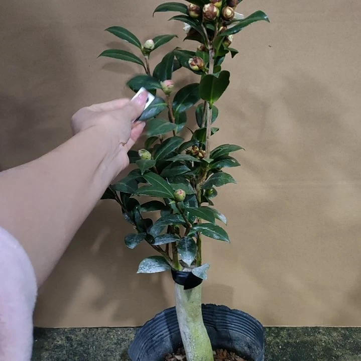 279斑水屋，黄达 原盆原土发货