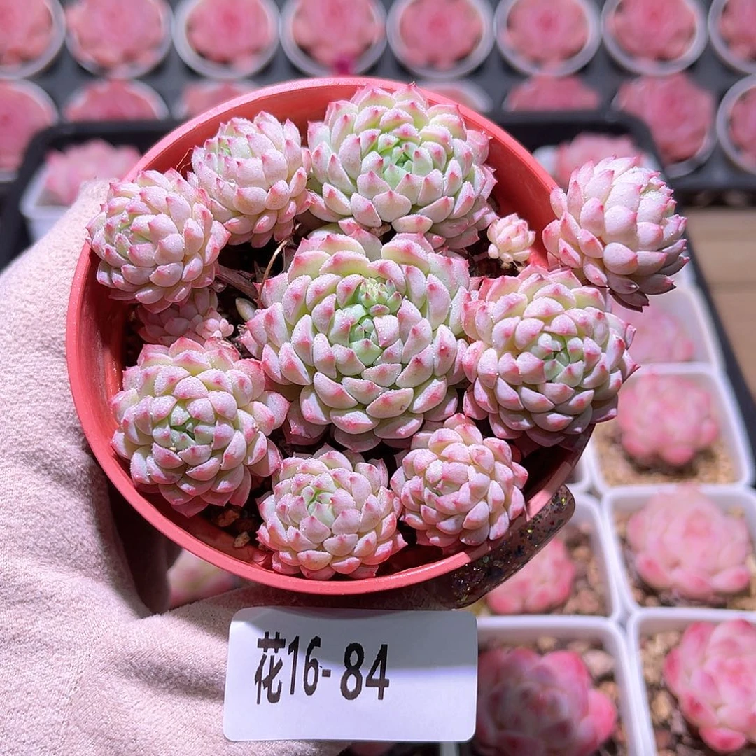 花利美16-84小粉莓群