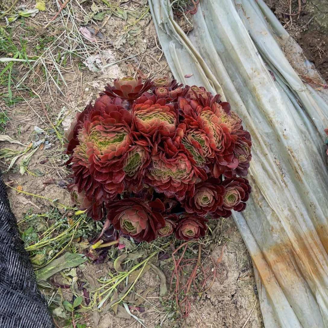 荷兰玫瑰缀化法师5