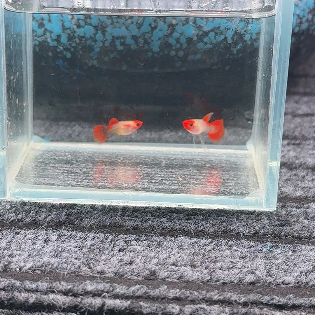 孔雀鱼一对红头玻璃猫c