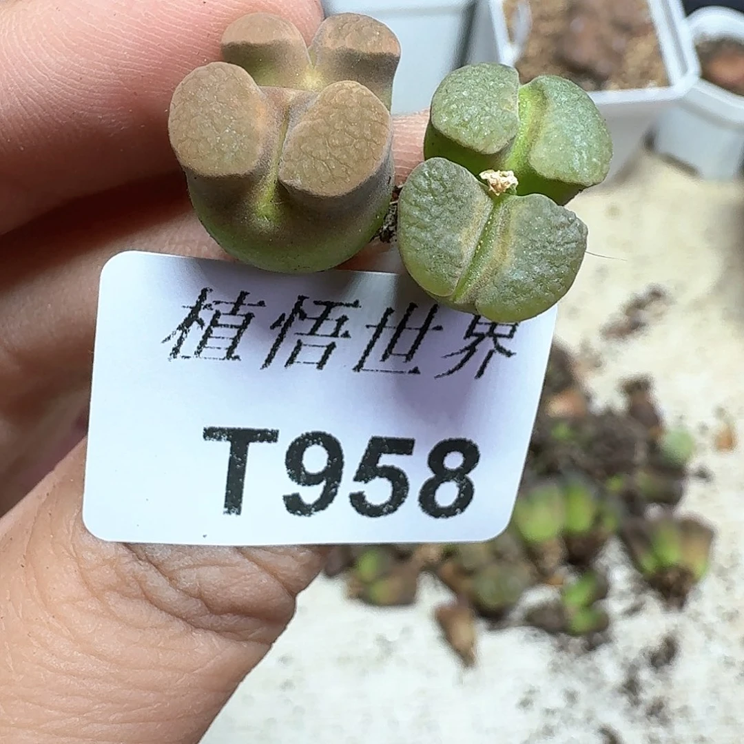 多肉植物的润泽额c f