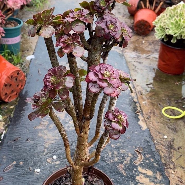 黑法13多肉植物法师法师