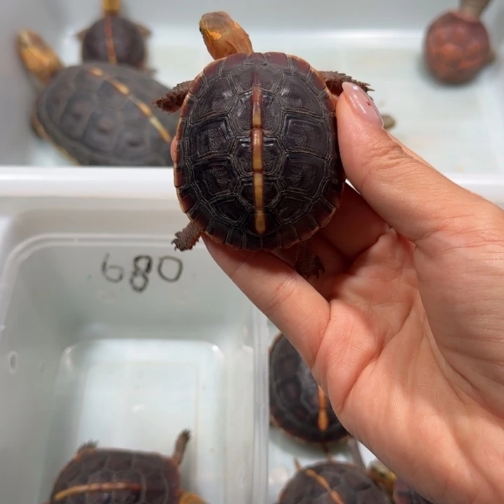 宠物龟公母搭配安缘