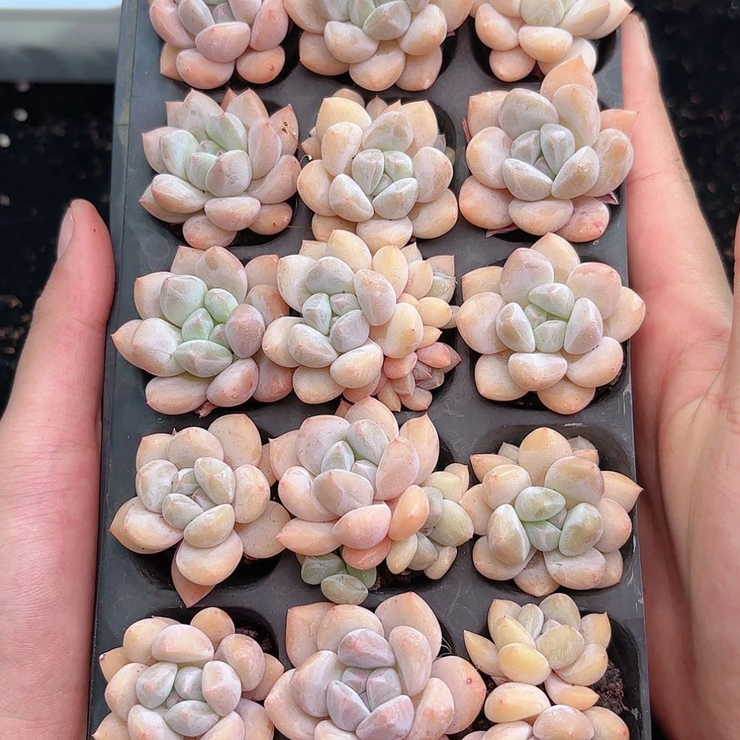 香橙21颗如图品质新疆西藏内蒙不发货