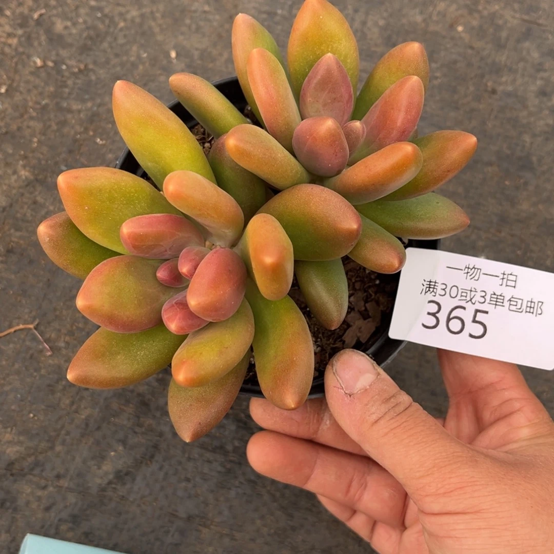 365芒果奶多肉植物腿……