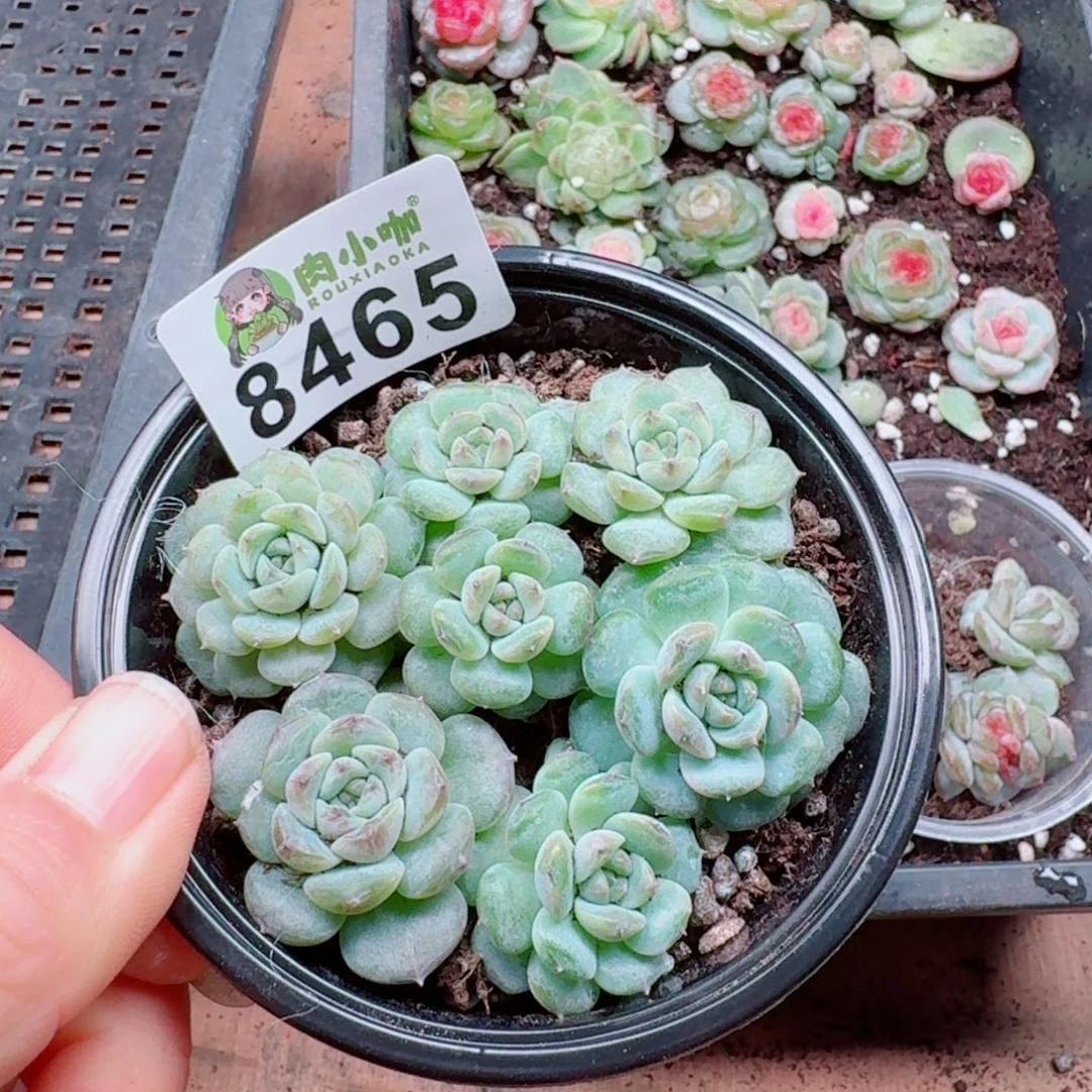 泡***x多肉植物多肉植物