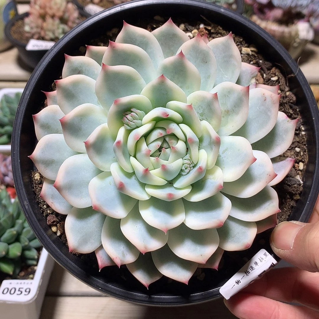 0051吉娃娃锦多肉一颗12.5厘米