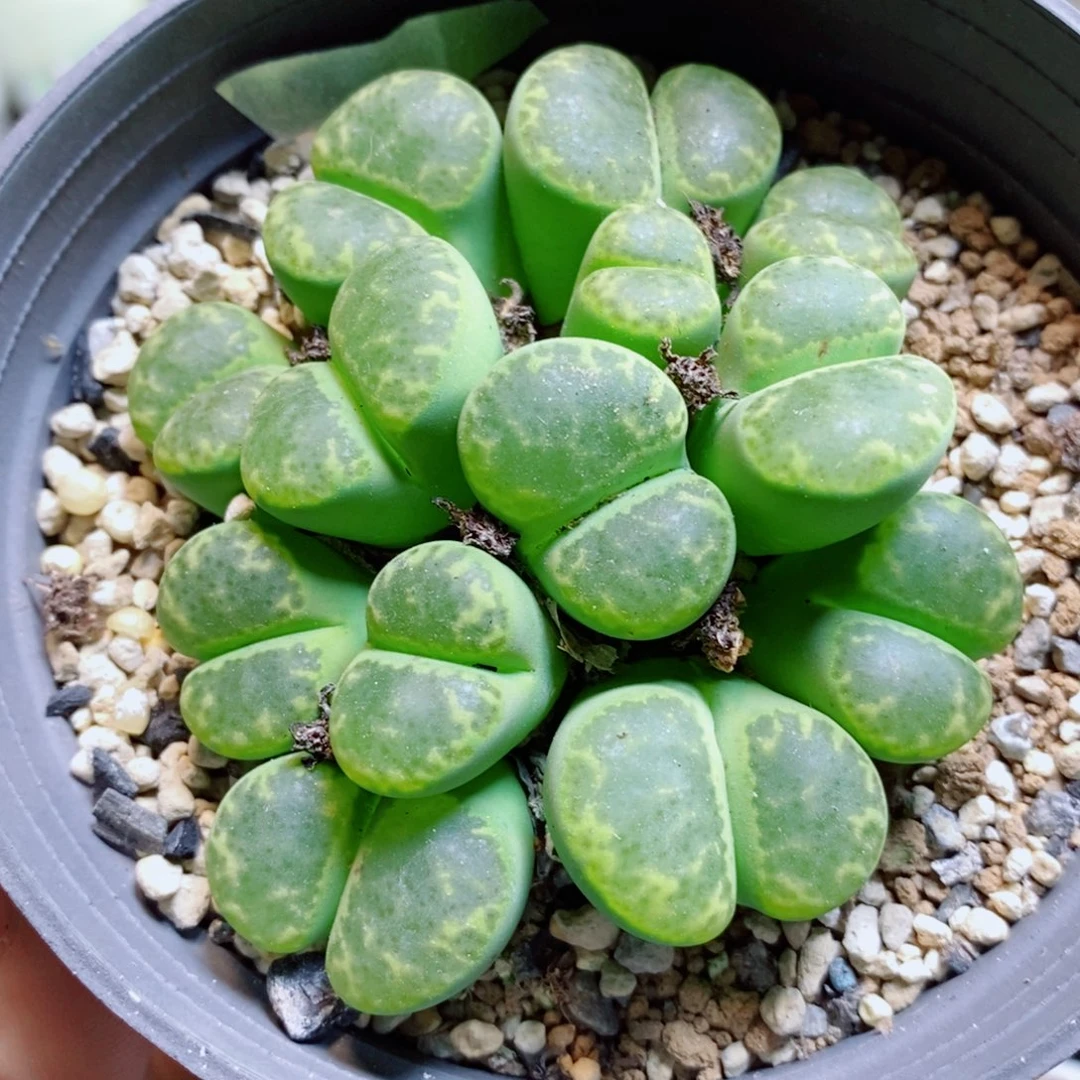 生石花花花哈哈哈哈哈哈591