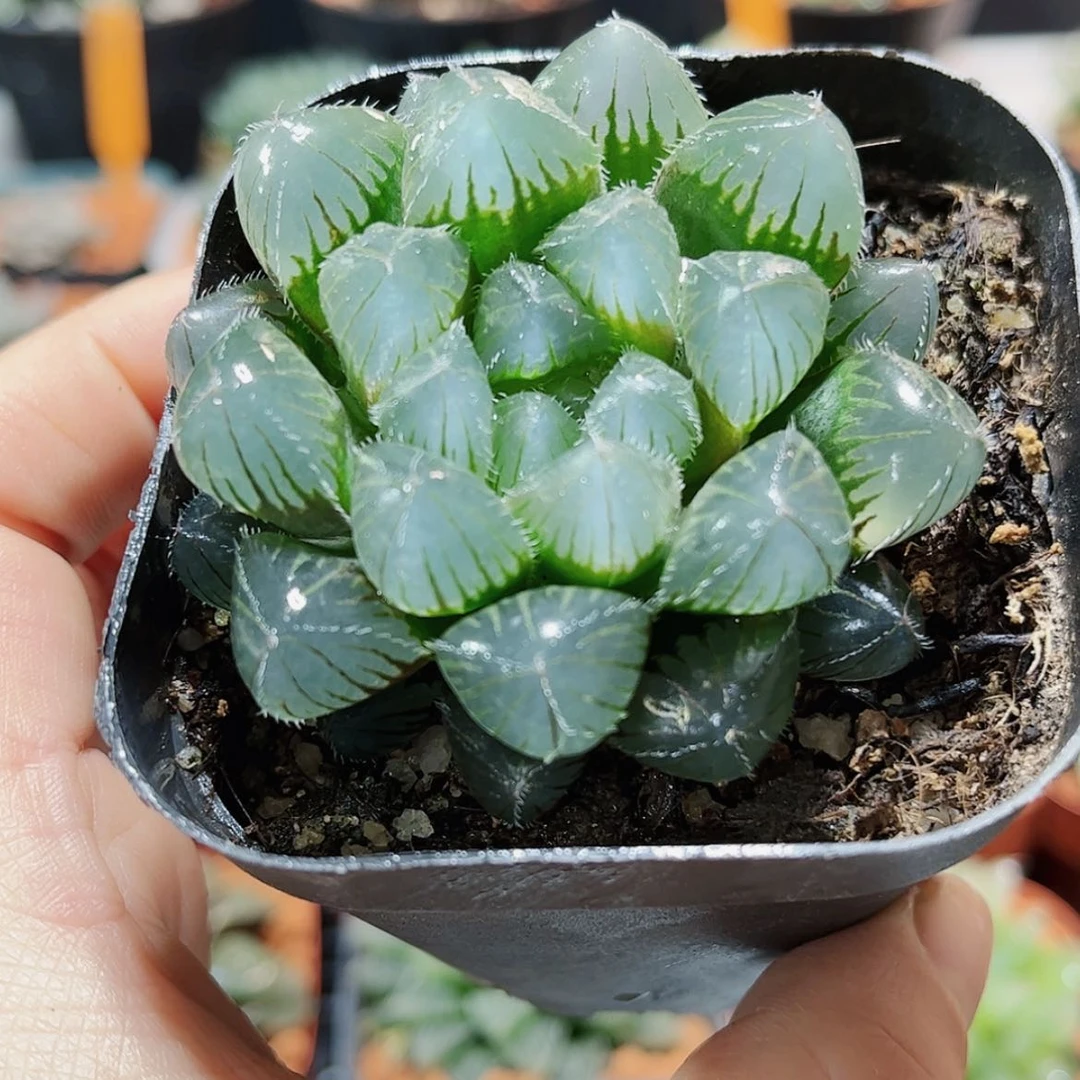 【闪购商品】赤线玉露