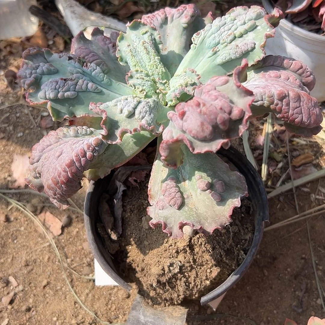 多肉植物老庄男爵