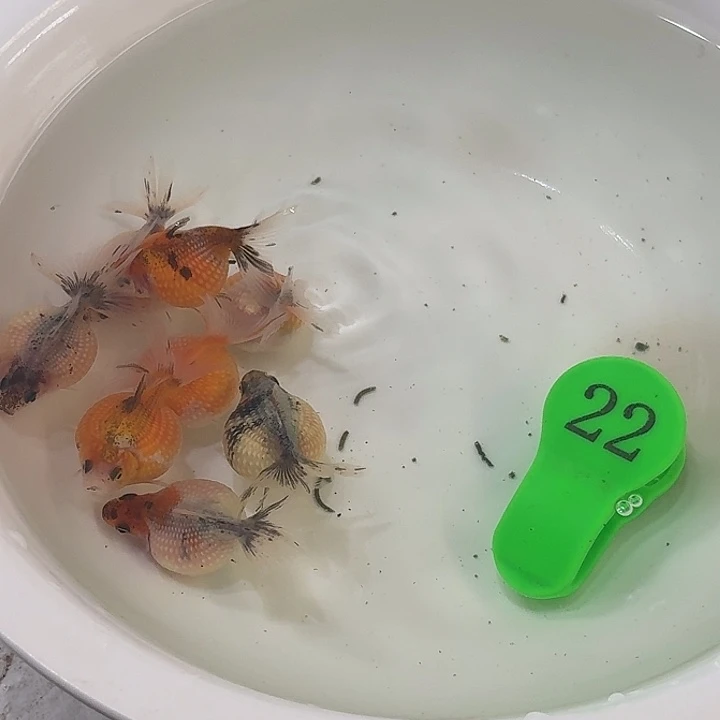 精品金鱼包邮包活