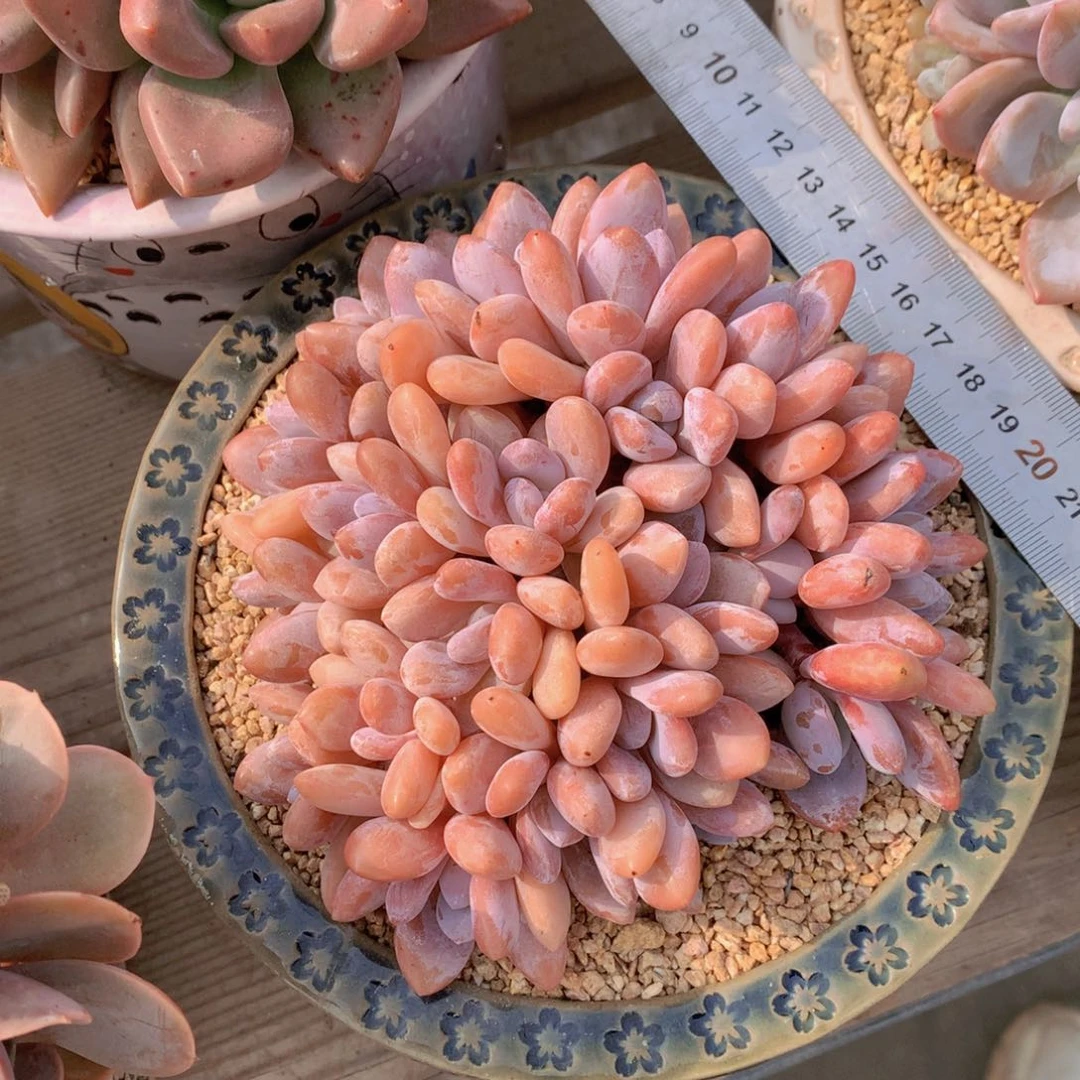 逸园精品多肉粉兔朵缀