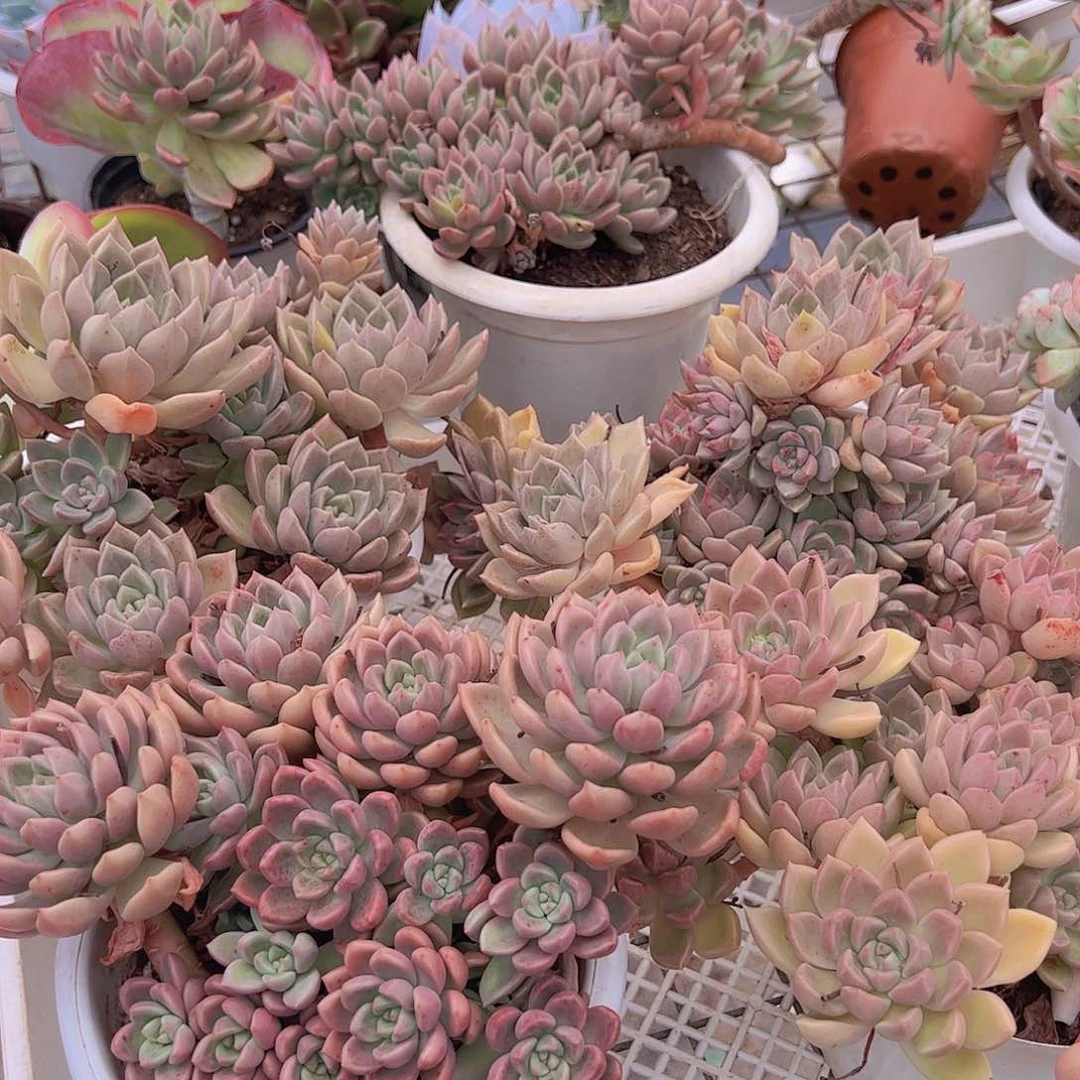 油漆桶多头大盆精品老桩造型