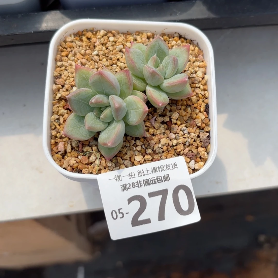 优选美人老桩多肉多肉