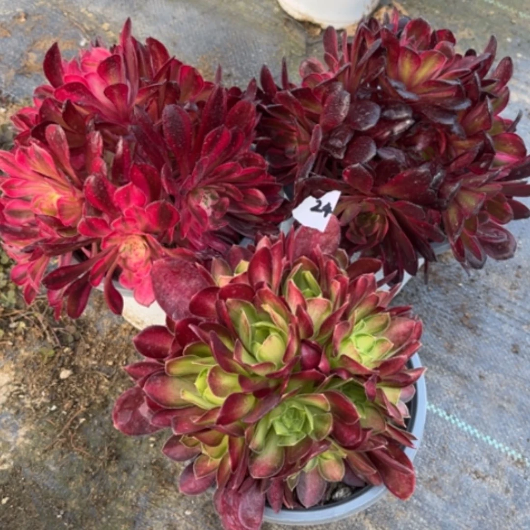 【闪购商品】24三颗多肉法师