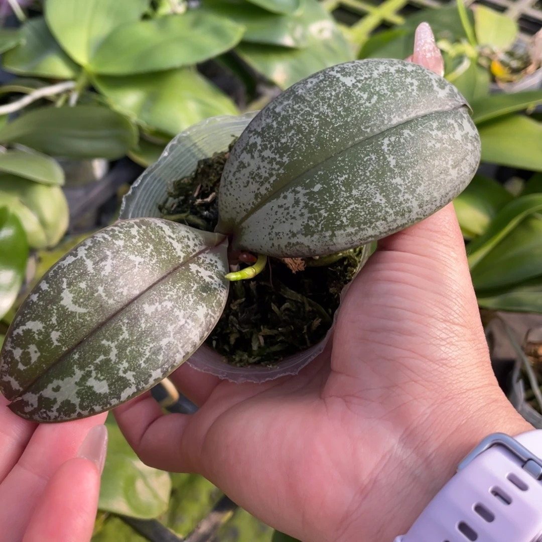 当前无花栽培后可以开花抽梗，盲盒