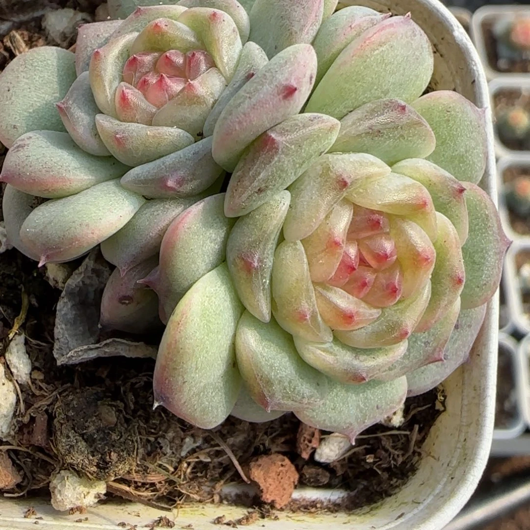 多肉小卡拉米糖心一物一拍