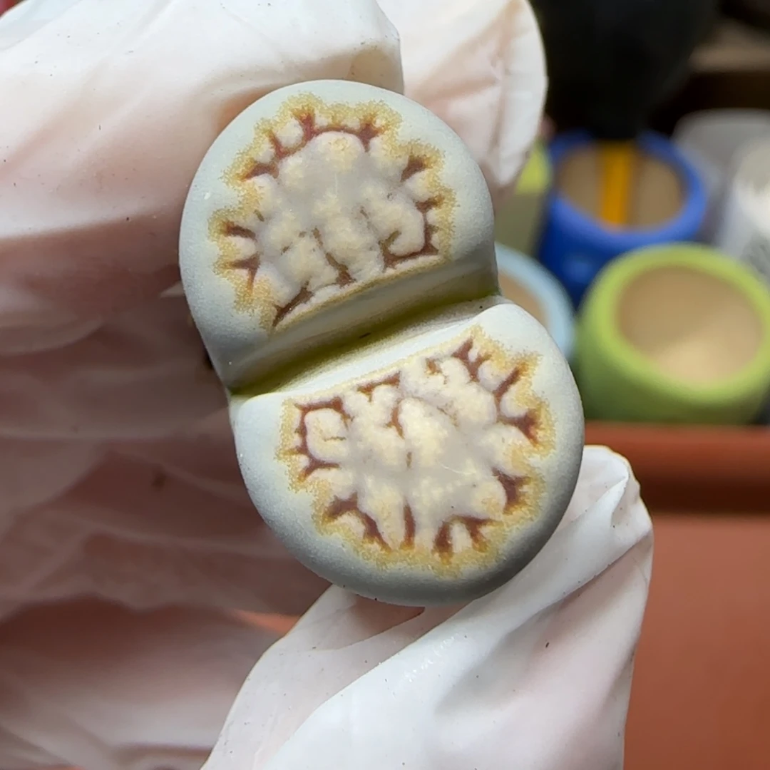 12.29.1621.6糖霜饼干.9009