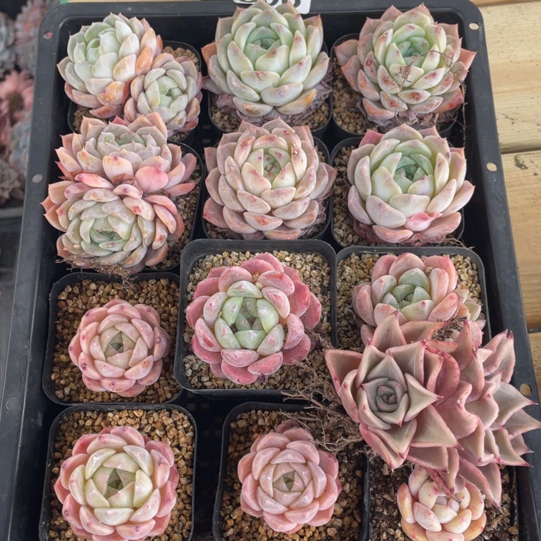 多肉植物十二个精品806