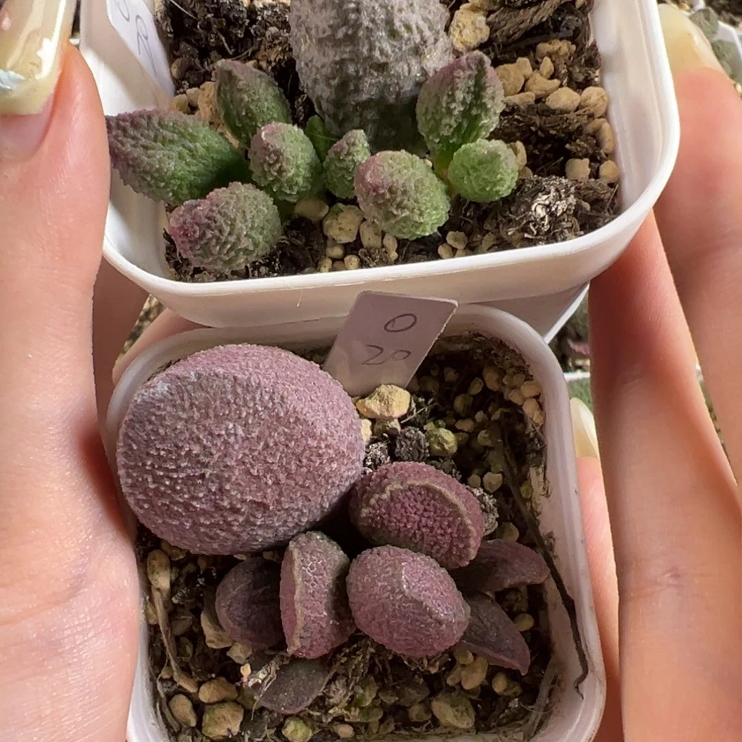 樂****两颗一起多肉植物水泡多肉植物