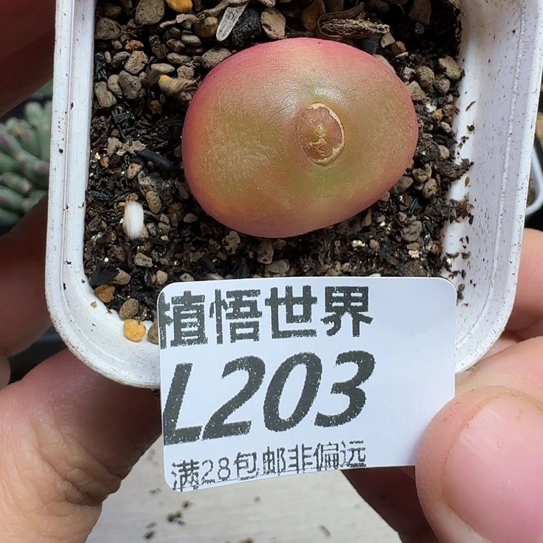 多肉植物的嘴gbhhhn