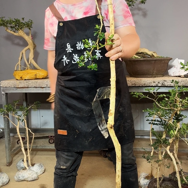 无花朵湖北恩施白皮山采瓜子树