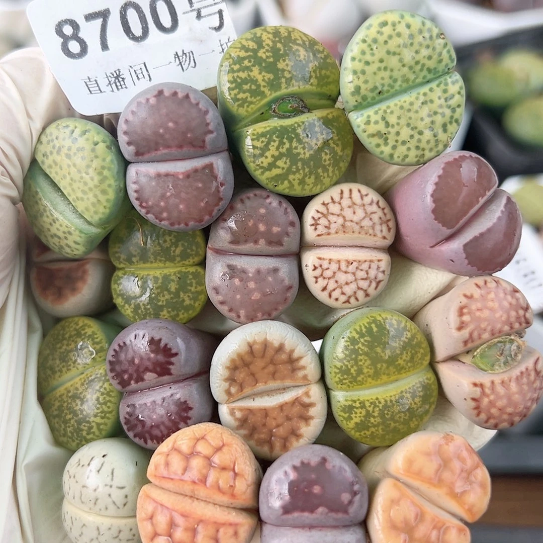 8700 好养易活生石花大母本18个