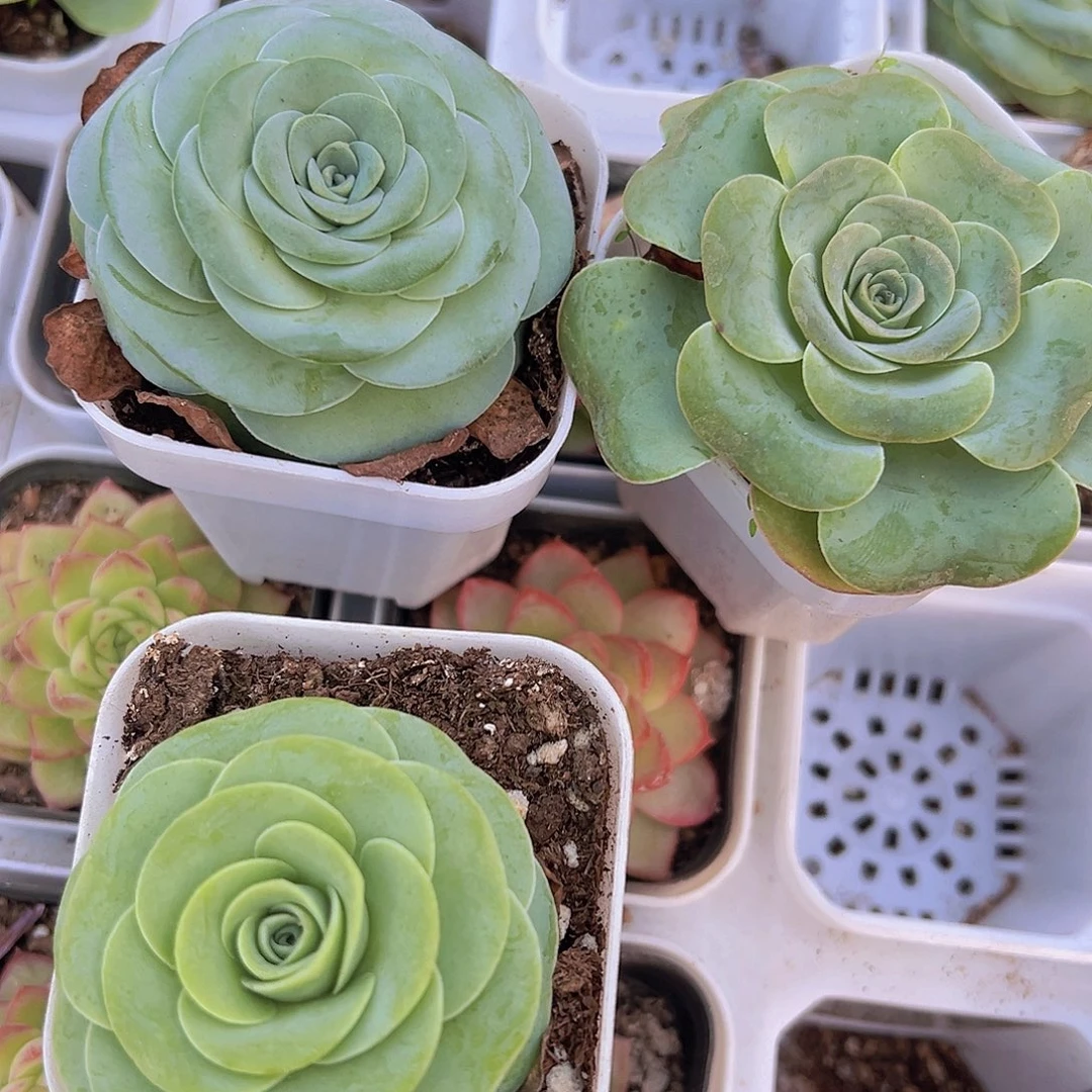 玫瑰组合3颗多肉植物