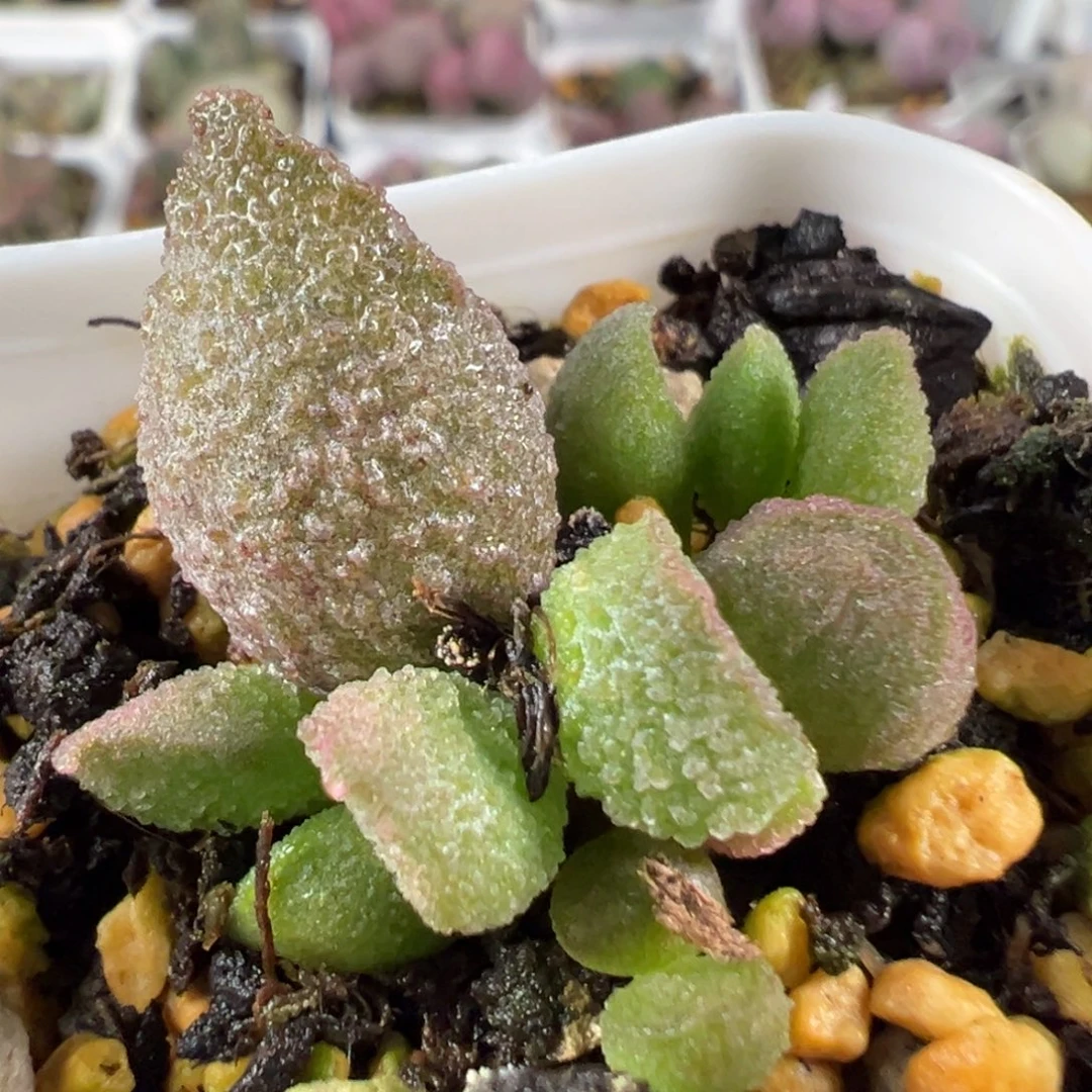 w暗恋多肉植物水泡