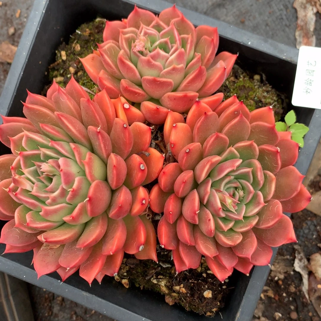 5190杂交多肉老桩