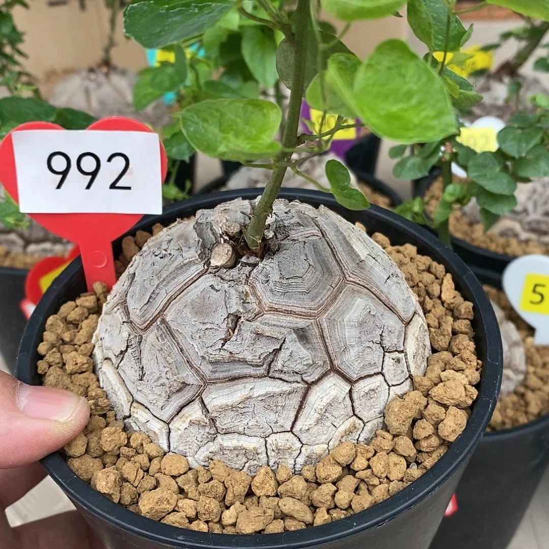 南非龟甲龙龟甲龙