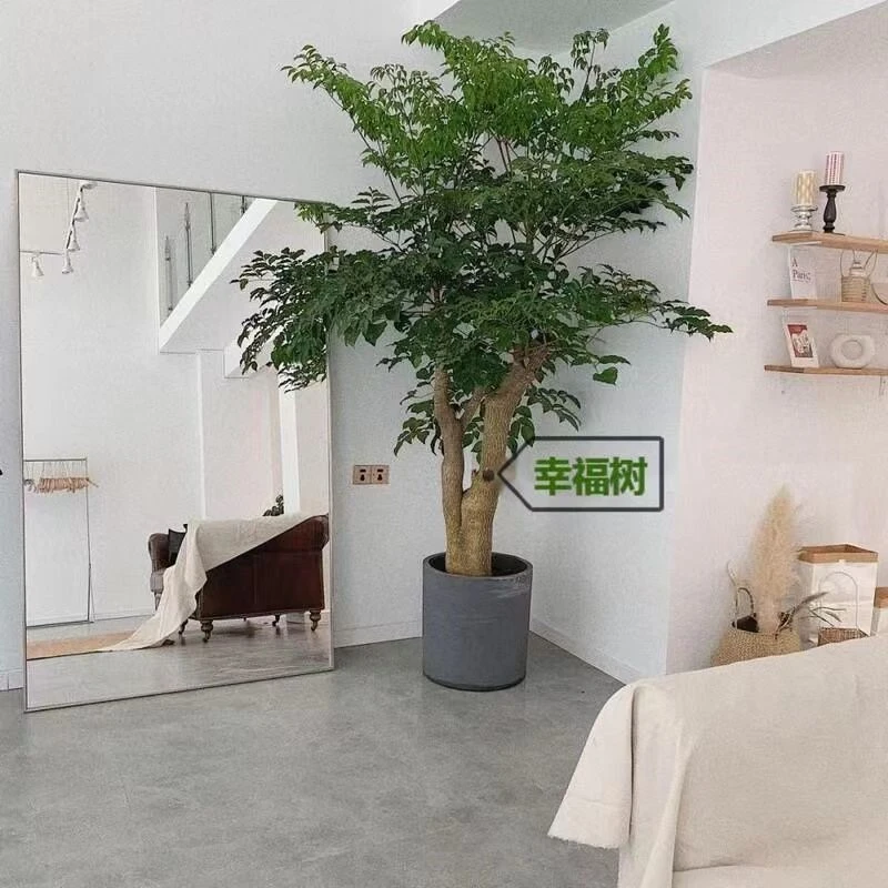 幌伞枫室内大型绿植盆栽招财大幸福树大棵特大号幌伞枫老桩