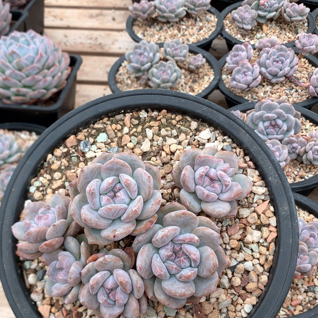 15.5厘米六头老桩突尼斯 4108